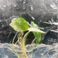 Alocasia Scalprum Variegated Tissue Culture Plants 1 PCS.