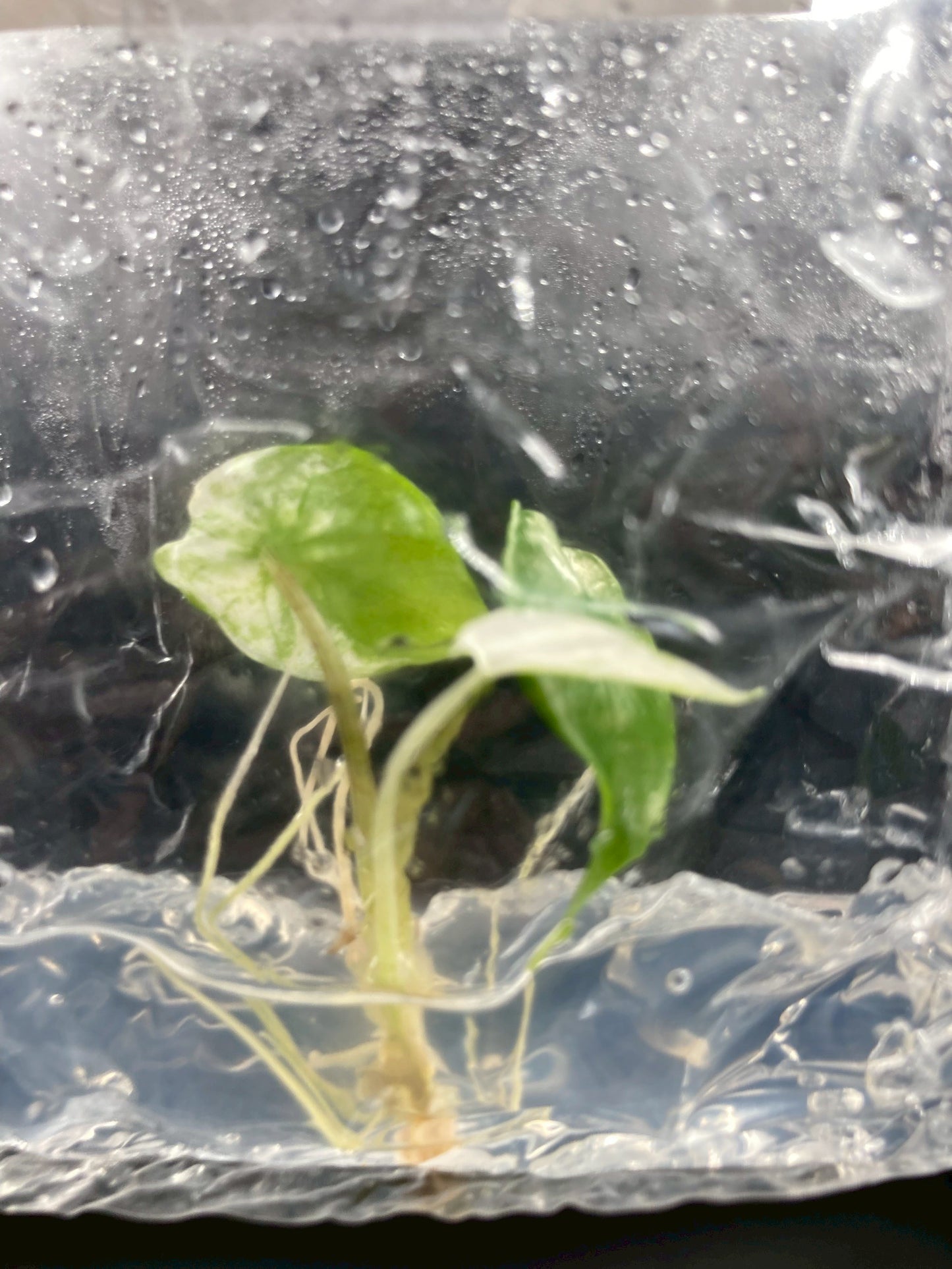 Alocasia Scalprum Variegated Tissue Culture Plants 1 PCS.