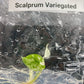 Alocasia Scalprum Variegated Tissue Culture Plants 1 PCS.