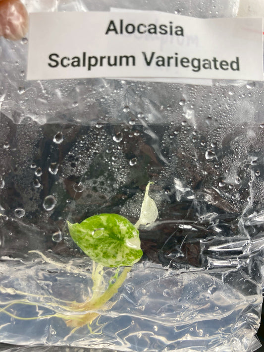 Alocasia Scalprum Variegated Tissue Culture Plants 1 PCS.