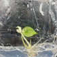 Alocasia Scalprum Variegated Tissue Culture Plants 1 PCS.