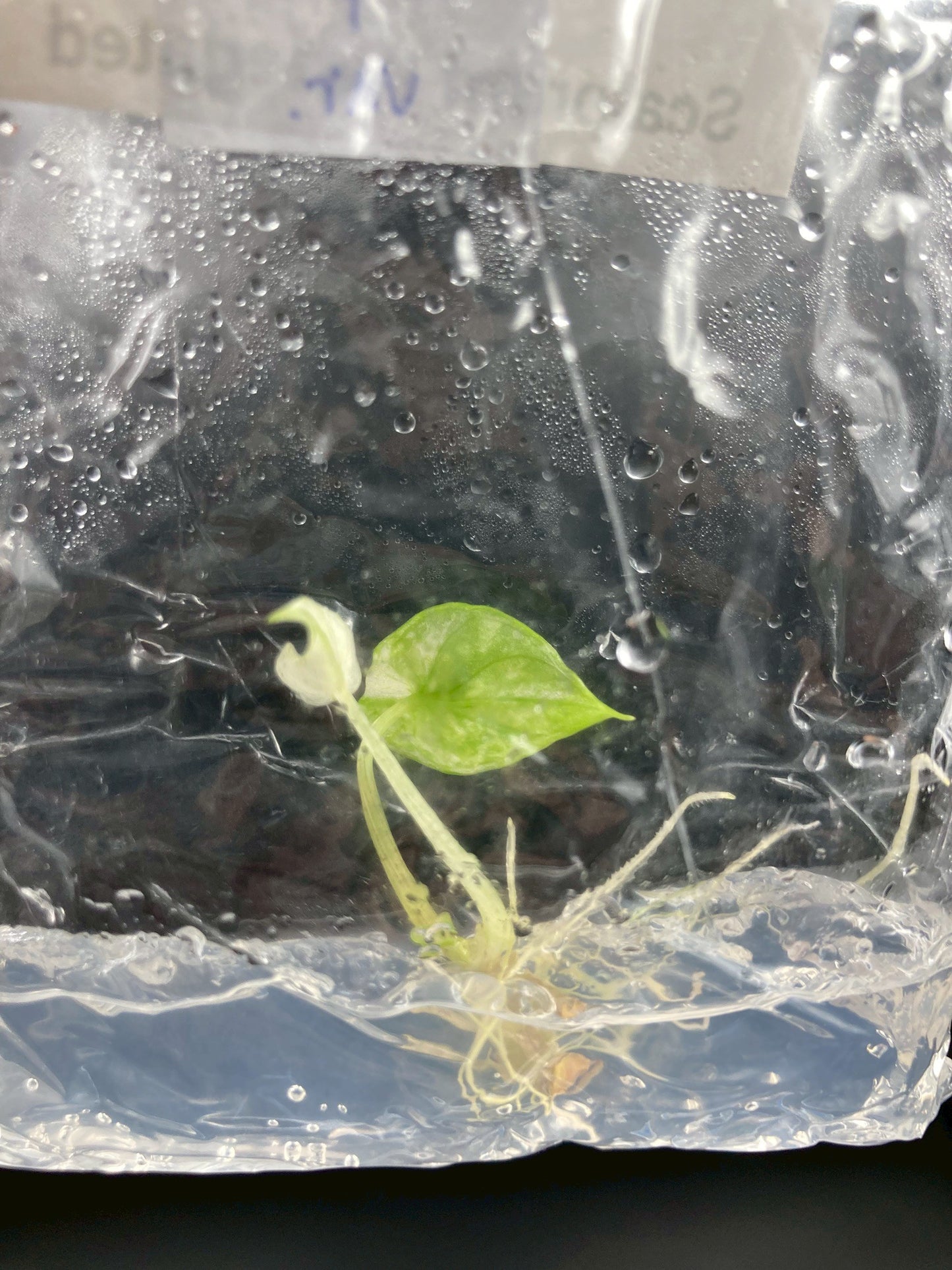 Alocasia Scalprum Variegated Tissue Culture Plants 1 PCS.