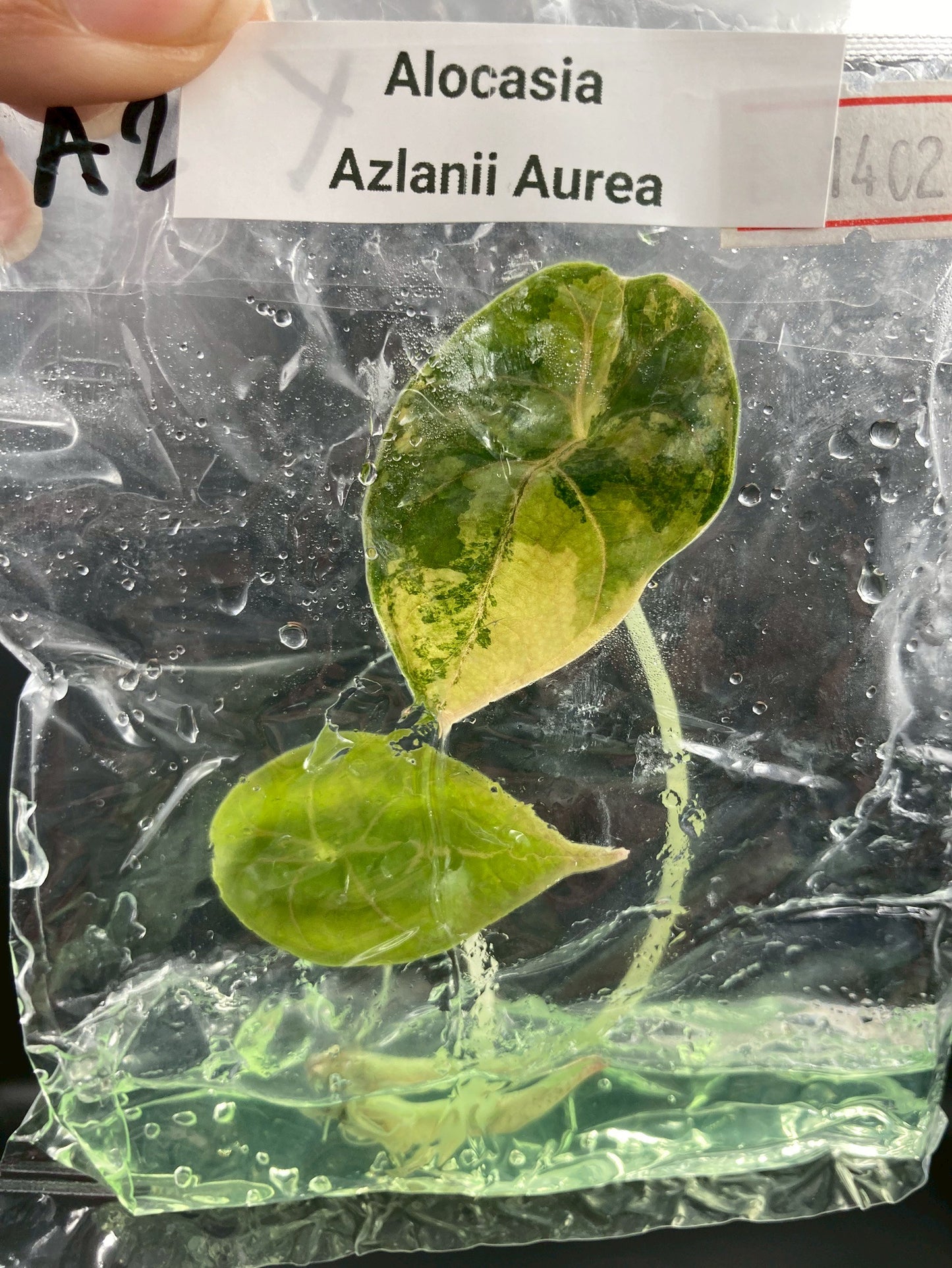Alocasia Azlanii Aurea Tissue Culture Plants 1 PCS.