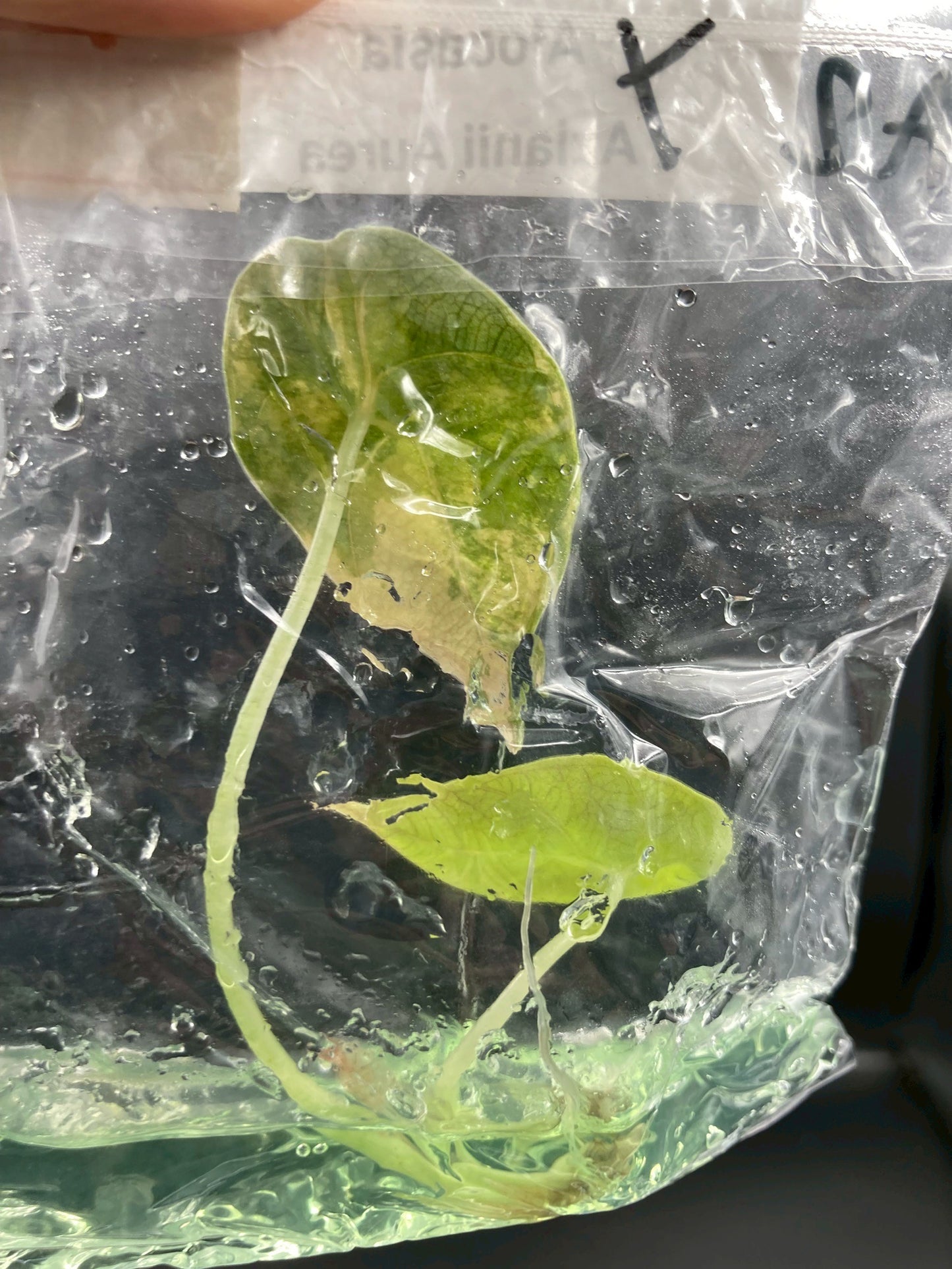 Alocasia Azlanii Aurea Tissue Culture Plants 1 PCS.