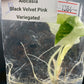 Alocasia Black Velvet Pink Variegated Tissue Culture Plant 1 PCS.