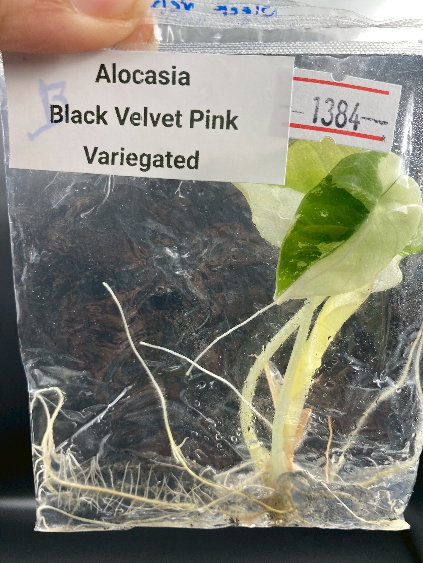 Alocasia Black Velvet Pink Variegated Tissue Culture Plant 1 PCS.
