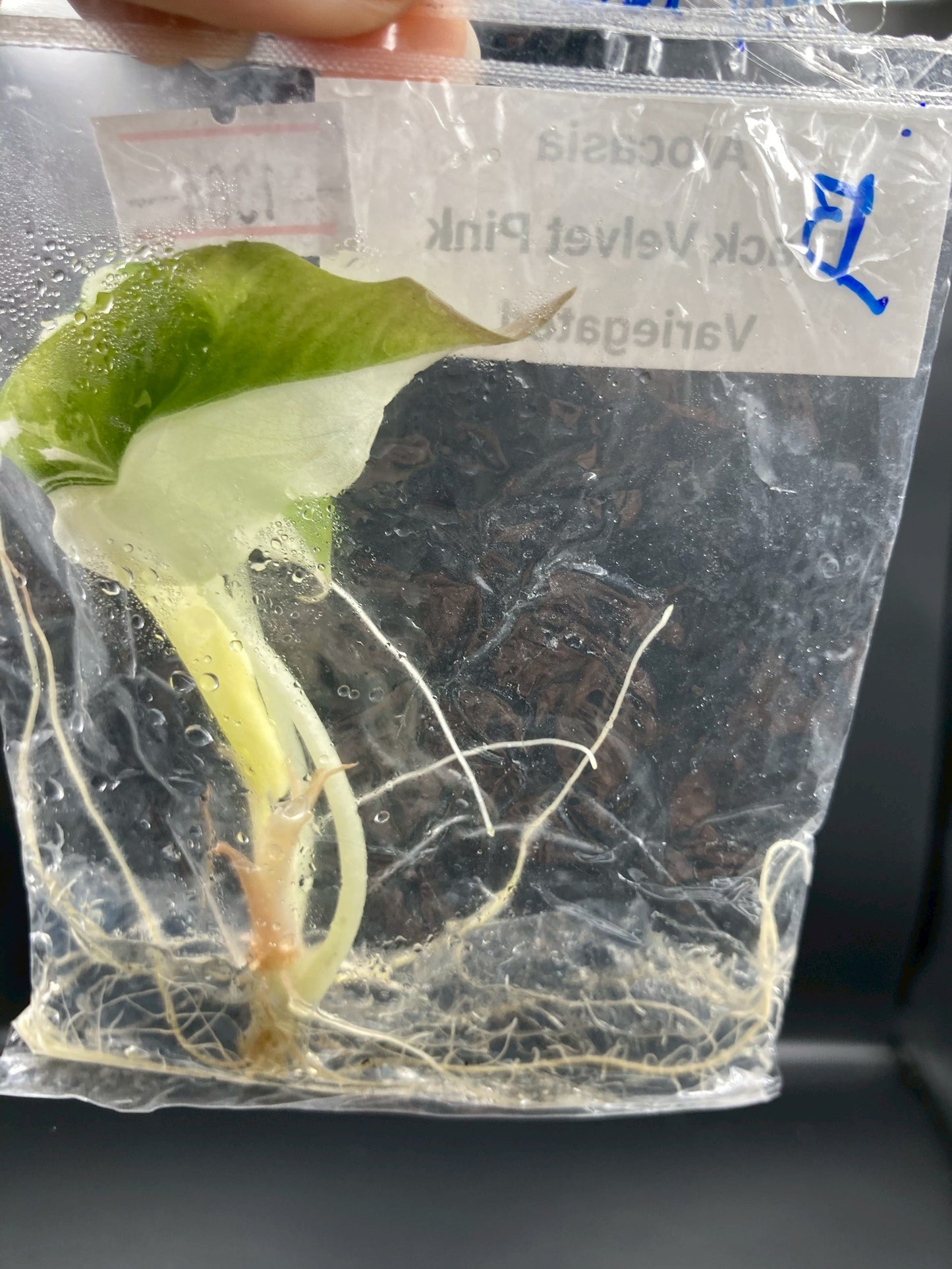 Alocasia Black Velvet Pink Variegated Tissue Culture Plant 1 PCS.