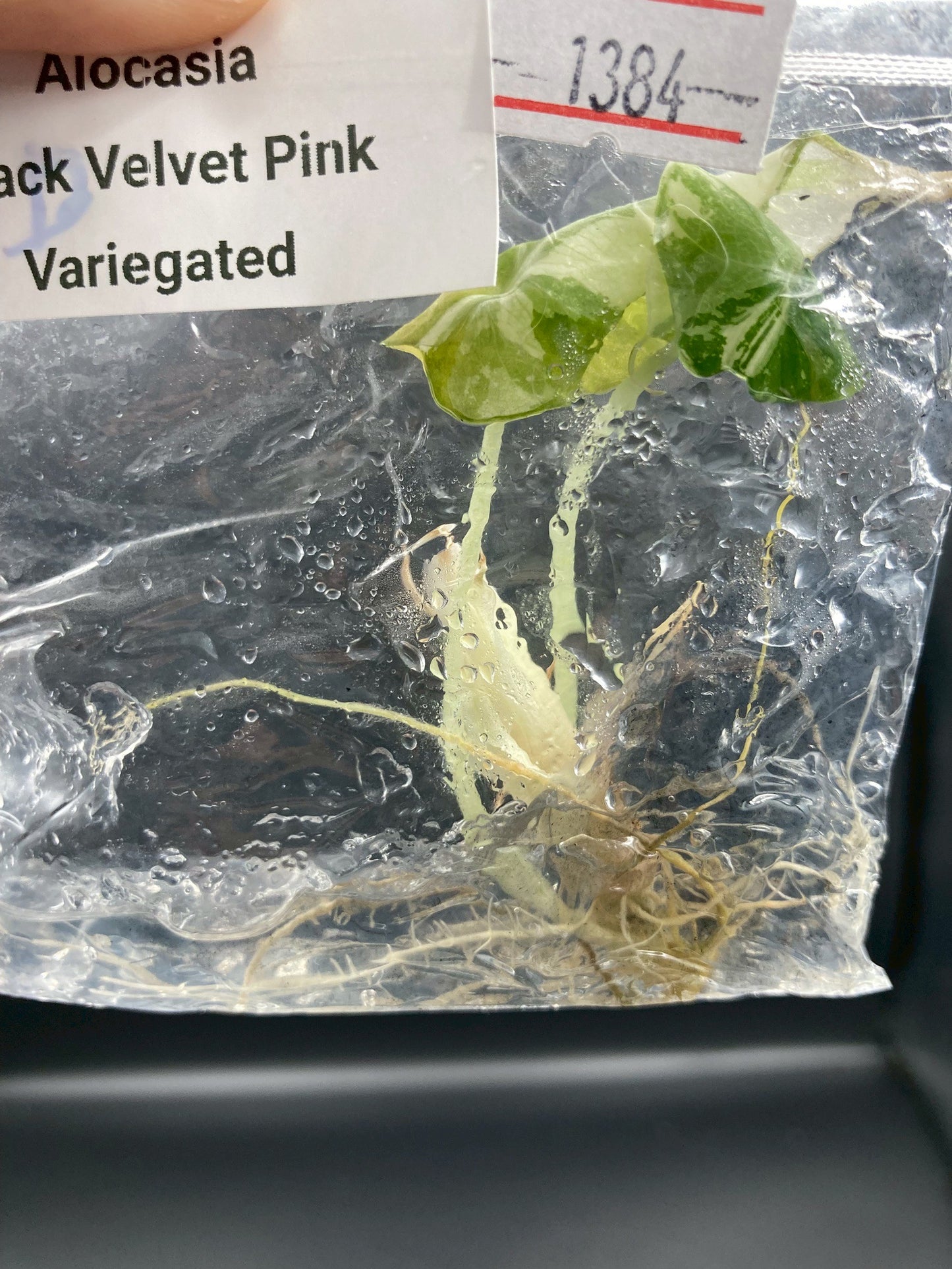 Alocasia Black Velvet Pink Variegated Tissue Culture Plant 1 PCS.