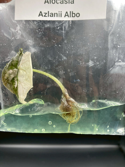 Alocasia Azlanii Albo Tissue Culture Plants 1 PCS.