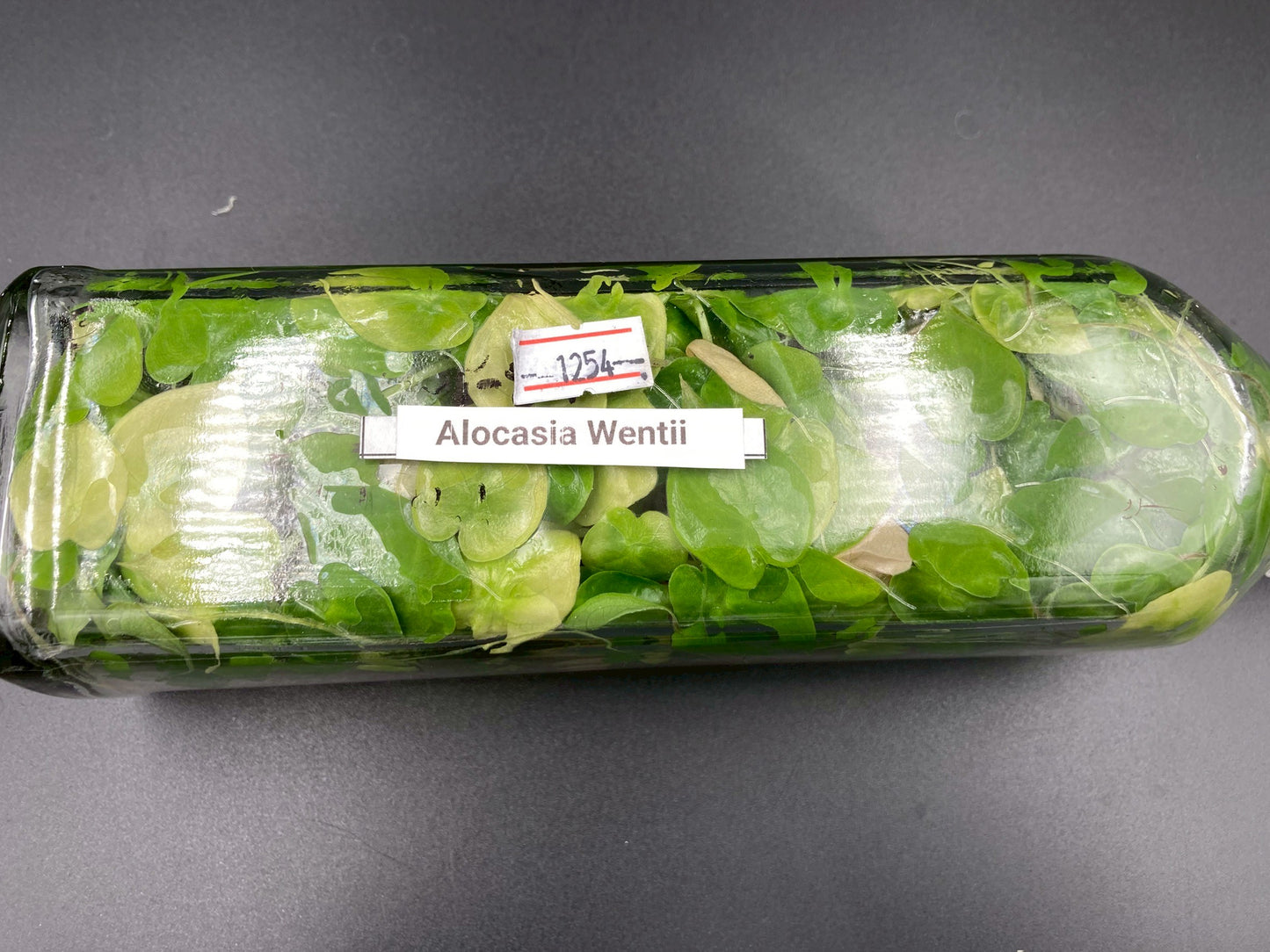 [SALE !!!] Bottle 40 plants Tissue Culture [Aglaonema Alocasia Anthurium Monstera Musa Philodendron]
