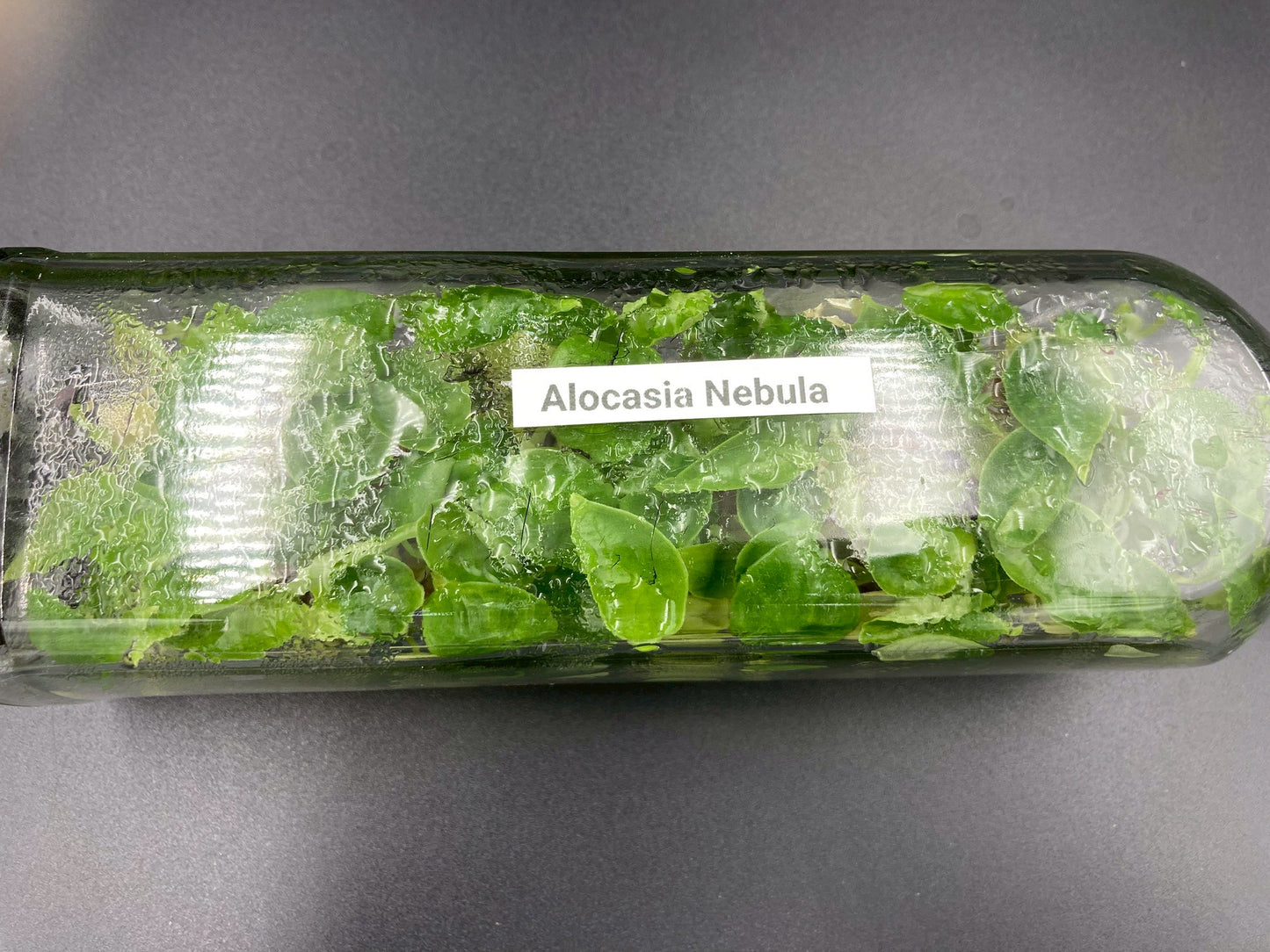 [SALE !!!] Bottle 40 plants Tissue Culture [Aglaonema Alocasia Anthurium Monstera Musa Philodendron]