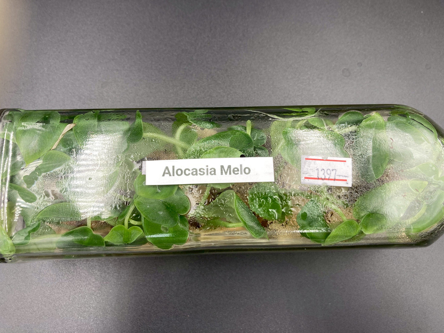 [SALE !!!] Bottle 40 plants Tissue Culture [Aglaonema Alocasia Anthurium Monstera Musa Philodendron]