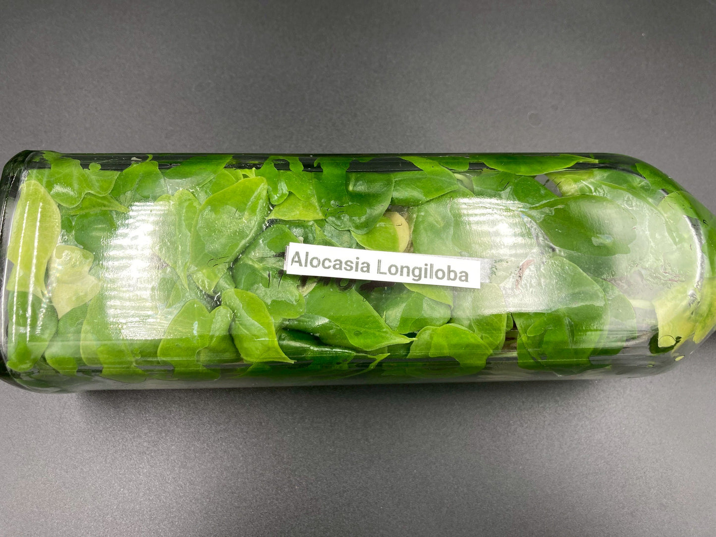 [SALE !!!] Bottle 40 plants Tissue Culture [Aglaonema Alocasia Anthurium Monstera Musa Philodendron]