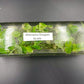[SALE !!!] Bottle 40 plants Tissue Culture [Aglaonema Alocasia Anthurium Monstera Musa Philodendron]