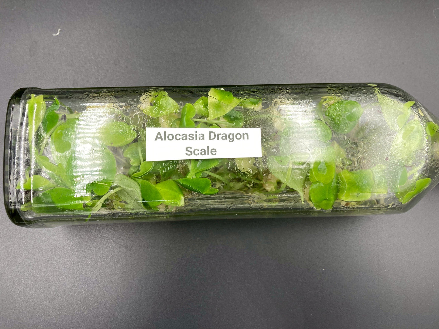 [SALE !!!] Bottle 40 plants Tissue Culture [Aglaonema Alocasia Anthurium Monstera Musa Philodendron]