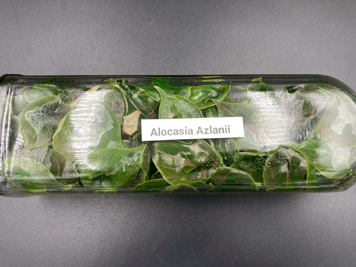 [SALE !!!] Bottle 40 plants Tissue Culture [Aglaonema Alocasia Anthurium Monstera Musa Philodendron]