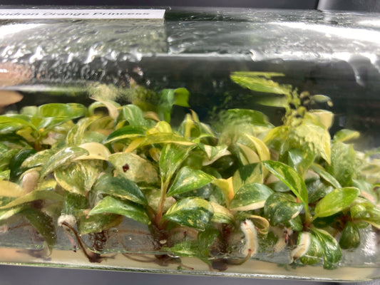 Philodendron Orange Princess Variegated Tissue Culture Plant 1 PCS.
