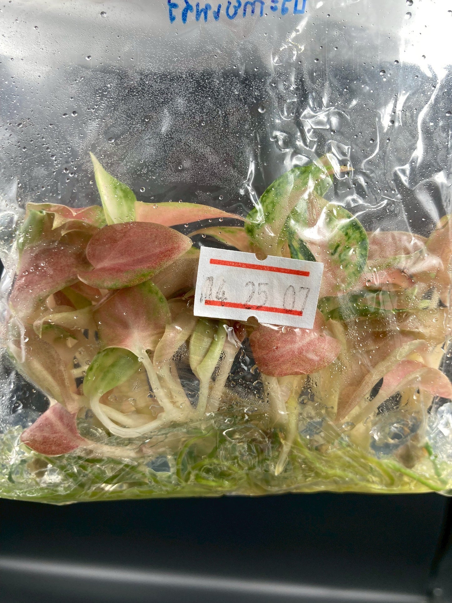 Aglaonema Prakaipet Tissue Culture Plant 10 PCS.