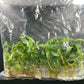 Philodendron Gloriosum (Dark form) Tissue Culture Plants 10 PCS.