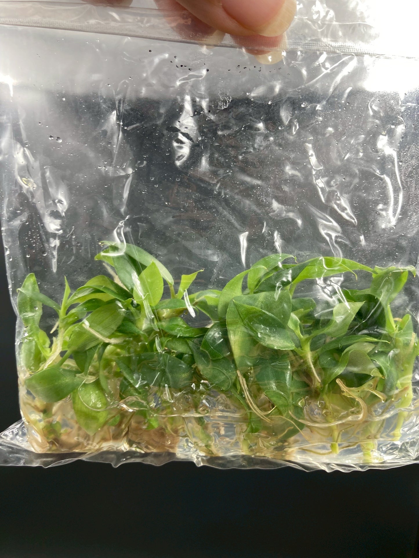 Philodendron Gloriosum (Dark form) Tissue Culture Plants 10 PCS.