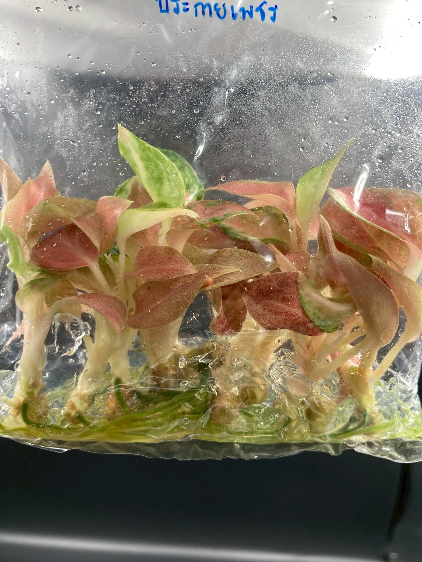 Aglaonema Prakaipet Tissue Culture Plant 10 PCS.