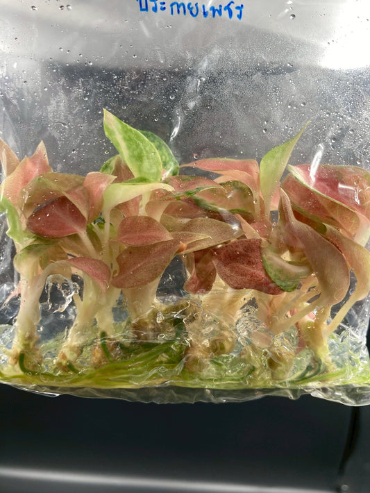 Aglaonema Prakaipet Tissue Culture Plant 10 PCS.