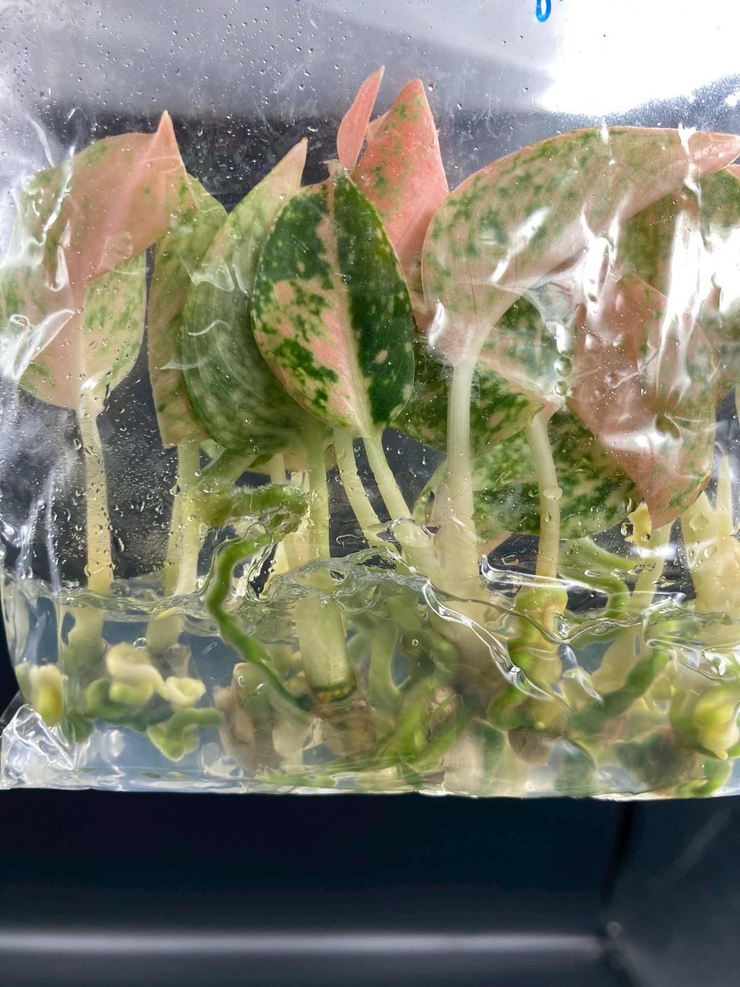Aglaonema Orange Stardust Tissue Culture Plant 10 PCS.