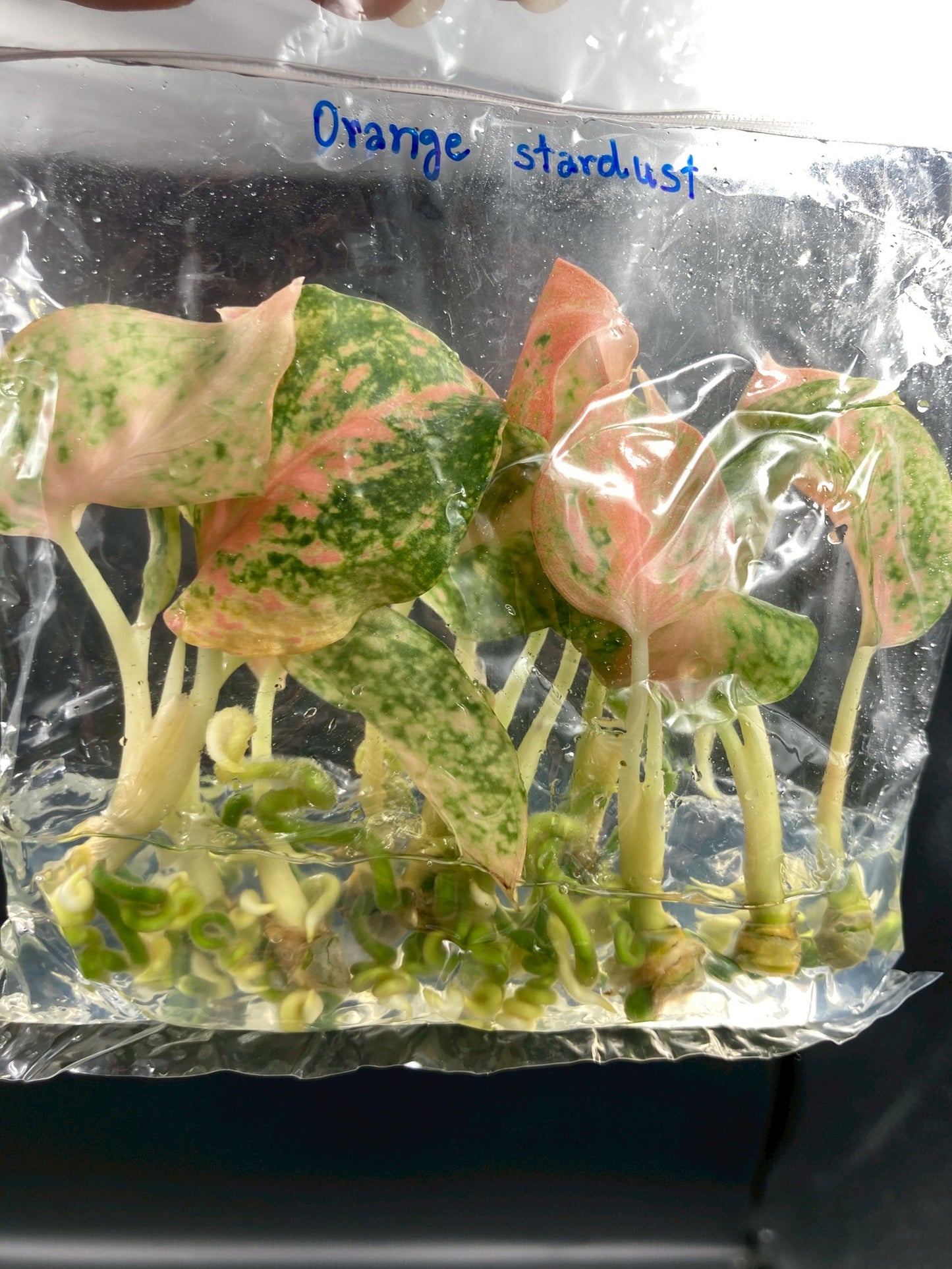 Aglaonema Orange Stardust Tissue Culture Plant 10 PCS.