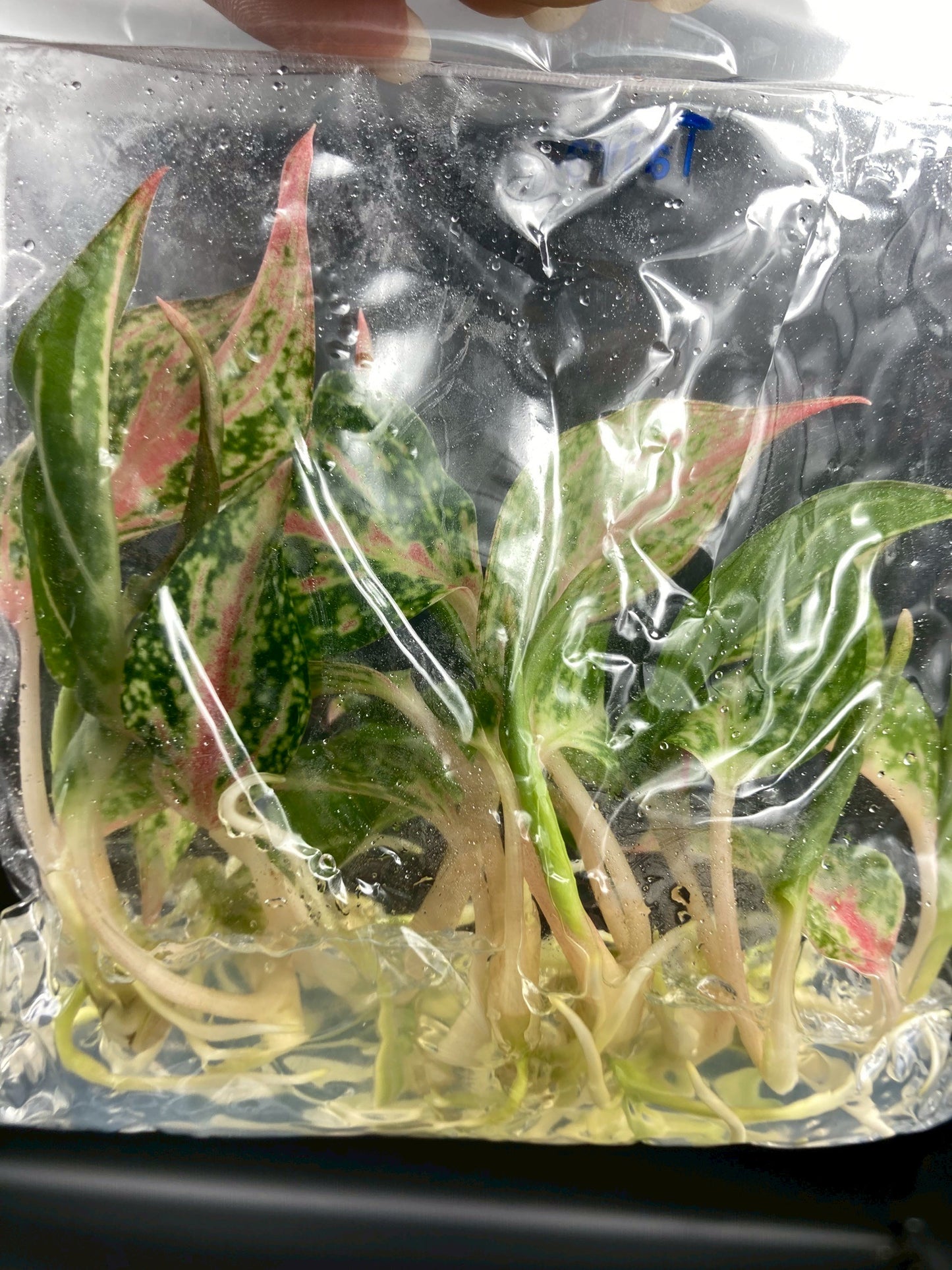 Aglaonema Tierra Tissue Culture Plant 10 PCS.