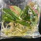 Aglaonema Tierra Tissue Culture Plant 10 PCS.