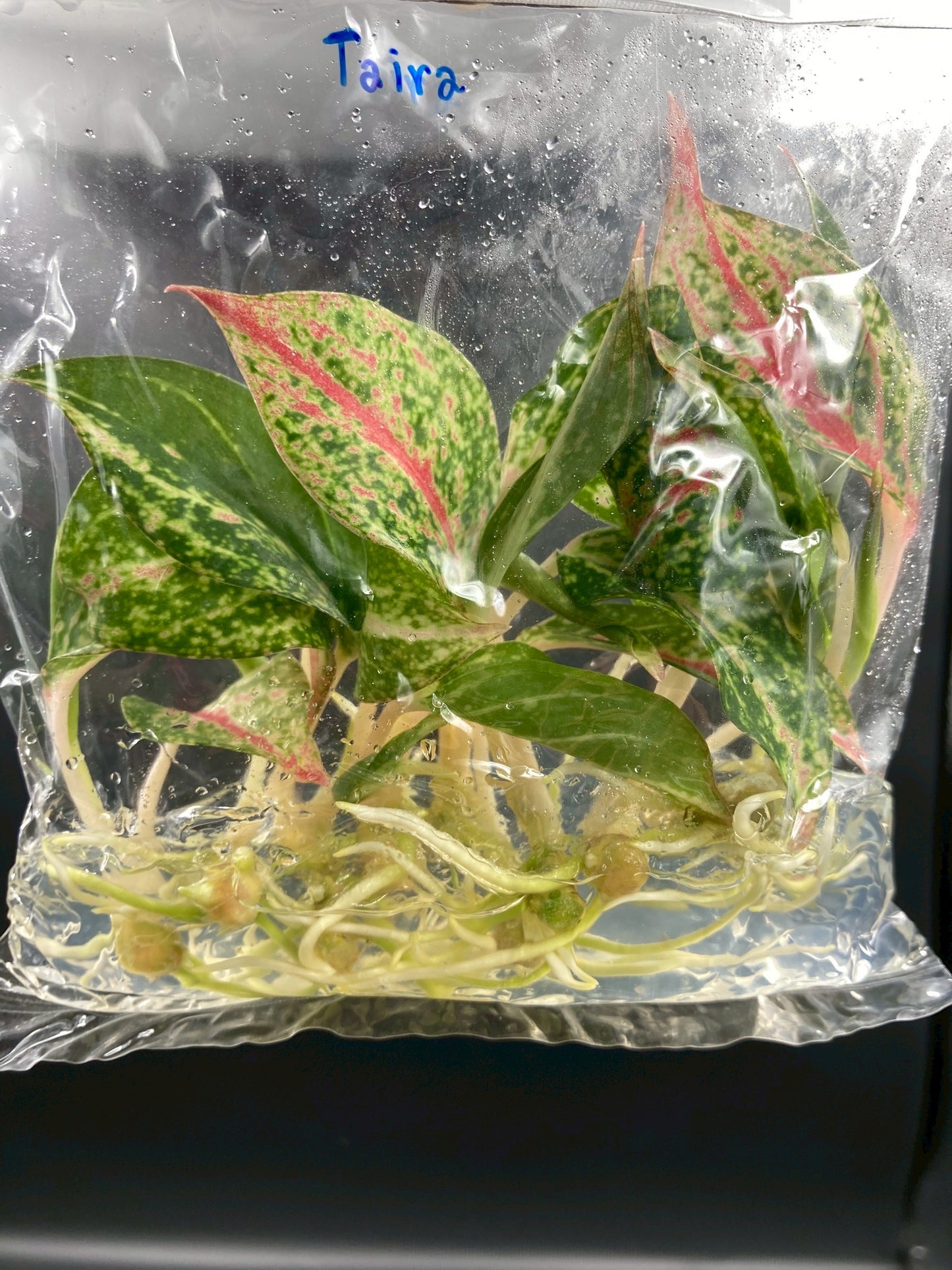 Aglaonema Tierra Tissue Culture Plant 10 PCS.