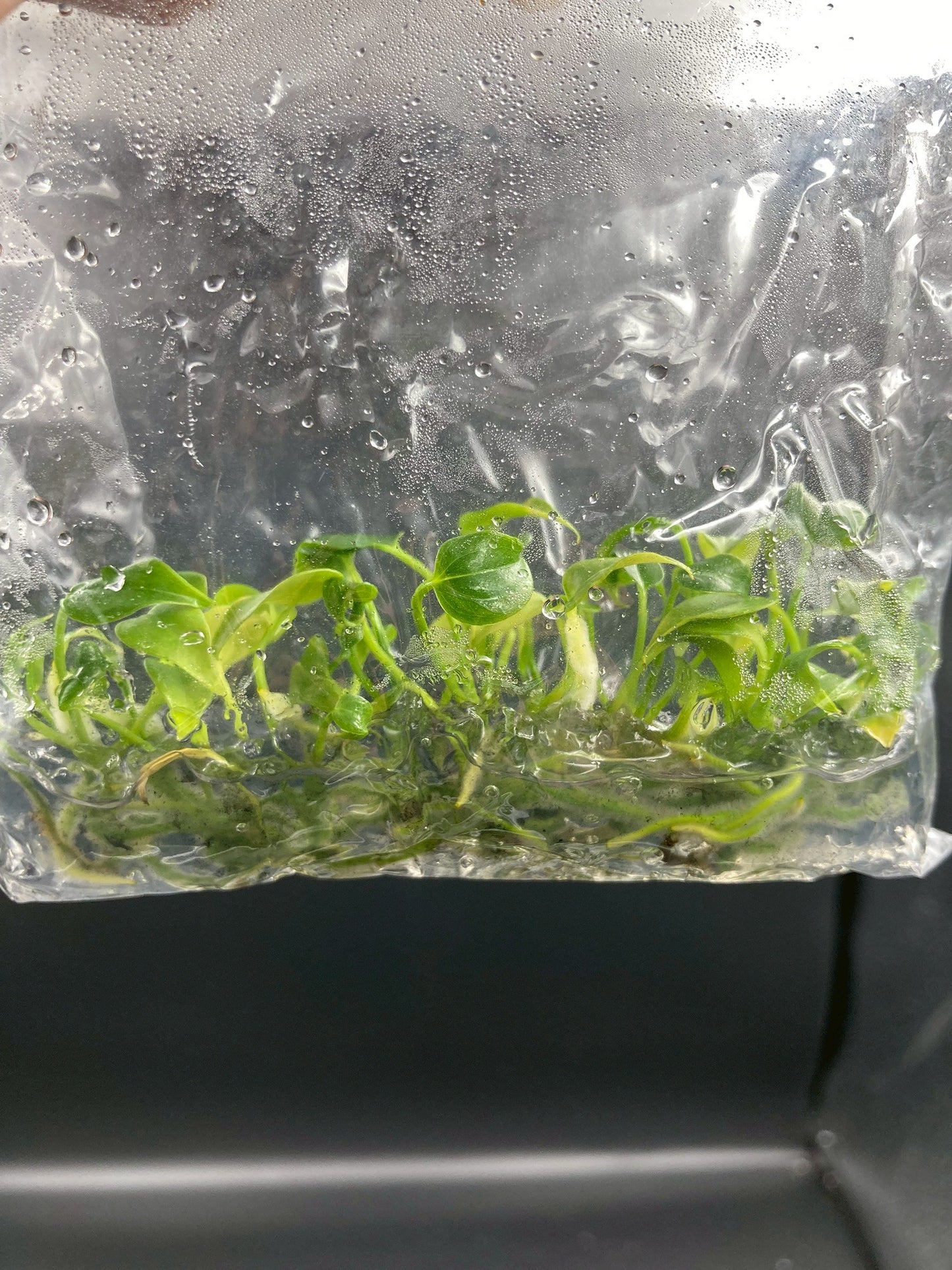 Anthurium Anthurium Veitchii King Tissue Culture Plants 10 PCS