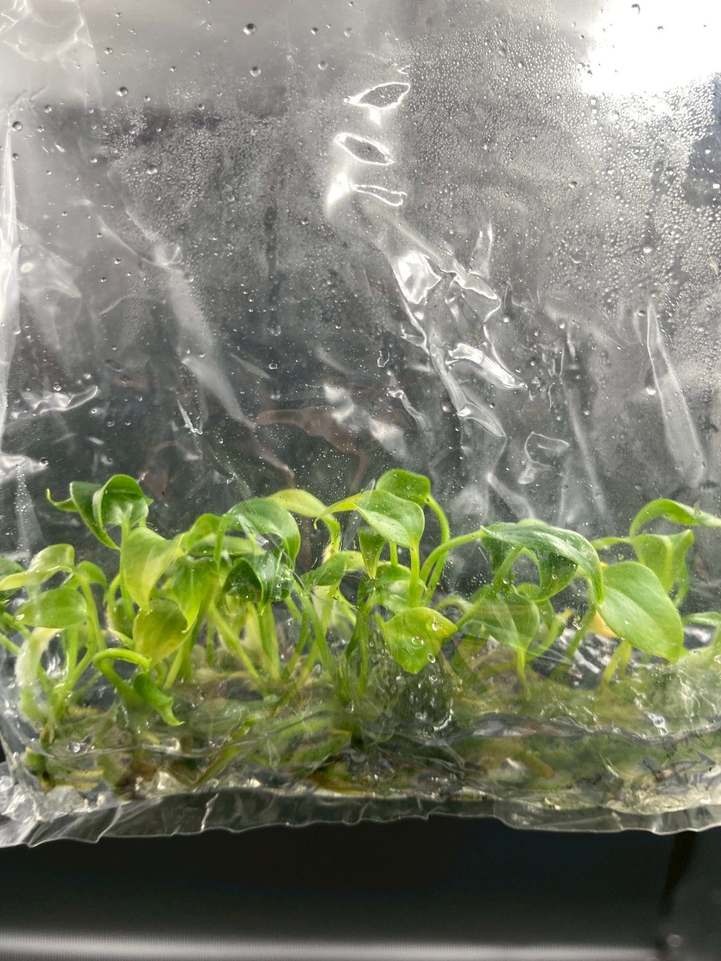 Anthurium Anthurium Veitchii King Tissue Culture Plants 10 PCS