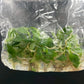 Philodendron Gloriosum (Dark form) Tissue Culture Plants 10 PCS.