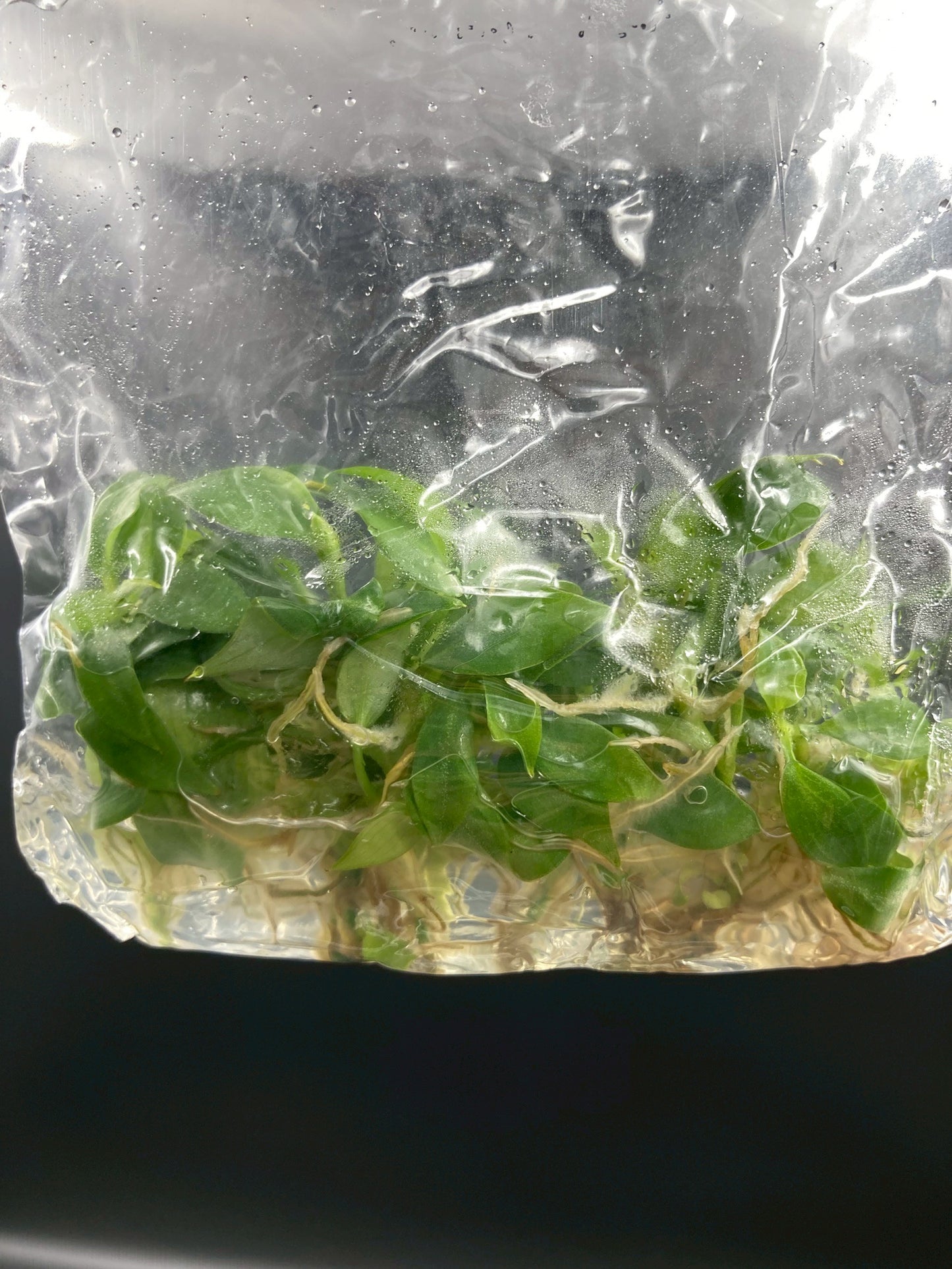 Philodendron Gloriosum (Dark form) Tissue Culture Plants 10 PCS.
