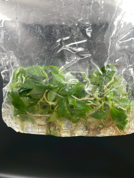 Philodendron Gloriosum (Dark form) Tissue Culture Plants 10 PCS.