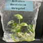 Anthurium Renaissance Low Variegated Tissue Culture Plants Bag 1 Plant (Random)