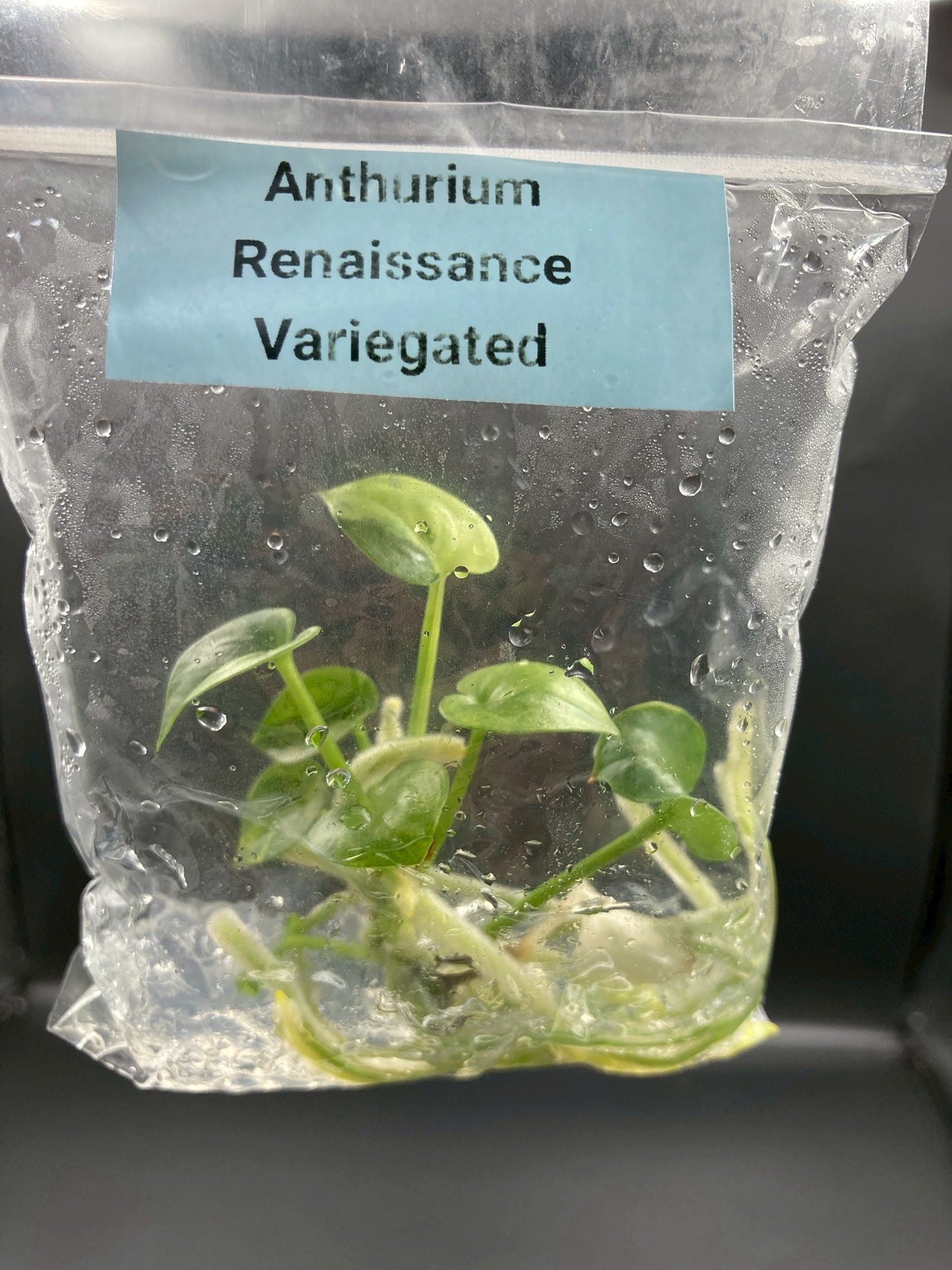 Anthurium Renaissance Low Variegated Tissue Culture Plants Bag 1 Plant (Random)
