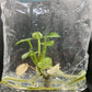 Anthurium Renaissance Low Variegated Tissue Culture Plants Bag 1 Plant (Random)
