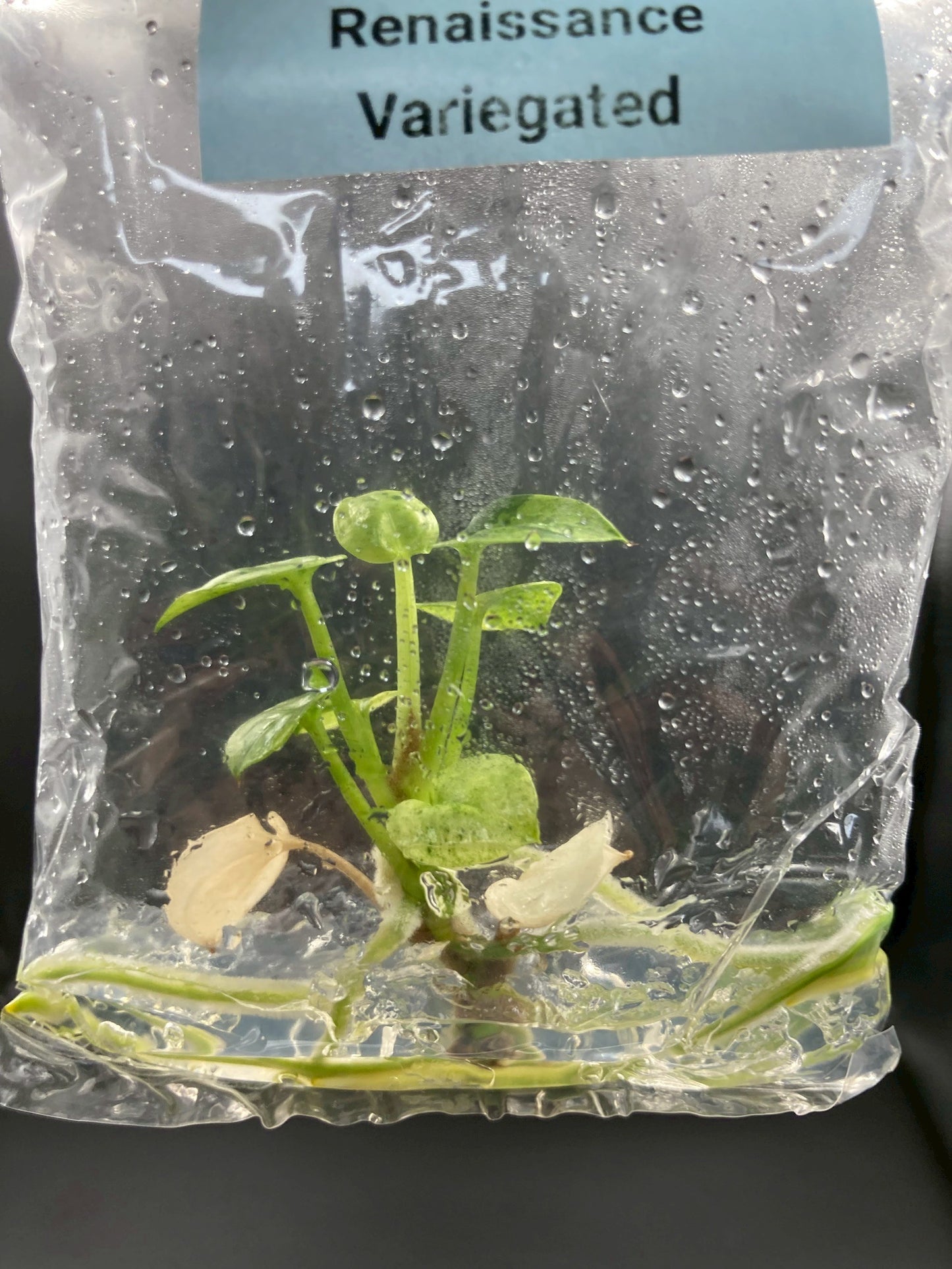 Anthurium Renaissance Low Variegated Tissue Culture Plants Bag 1 Plant (Random)