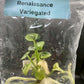 Anthurium Renaissance Low Variegated Tissue Culture Plants Bag 1 Plant (Random)