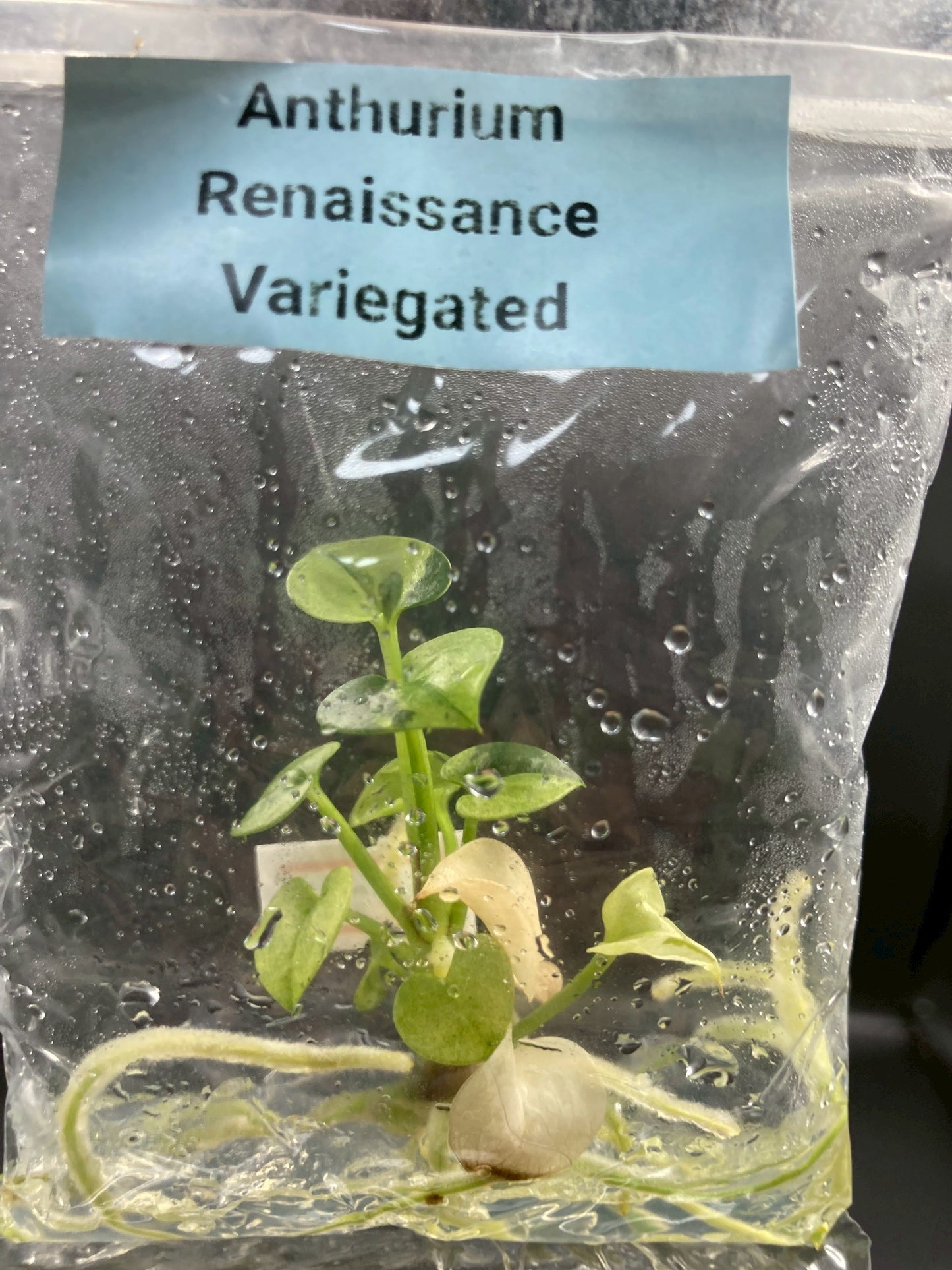 Anthurium Renaissance Low Variegated Tissue Culture Plants Bag 1 Plant (Random)