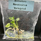 Anthurium Renaissance Low Variegated Tissue Culture Plants Bag 1 Plant (Random)