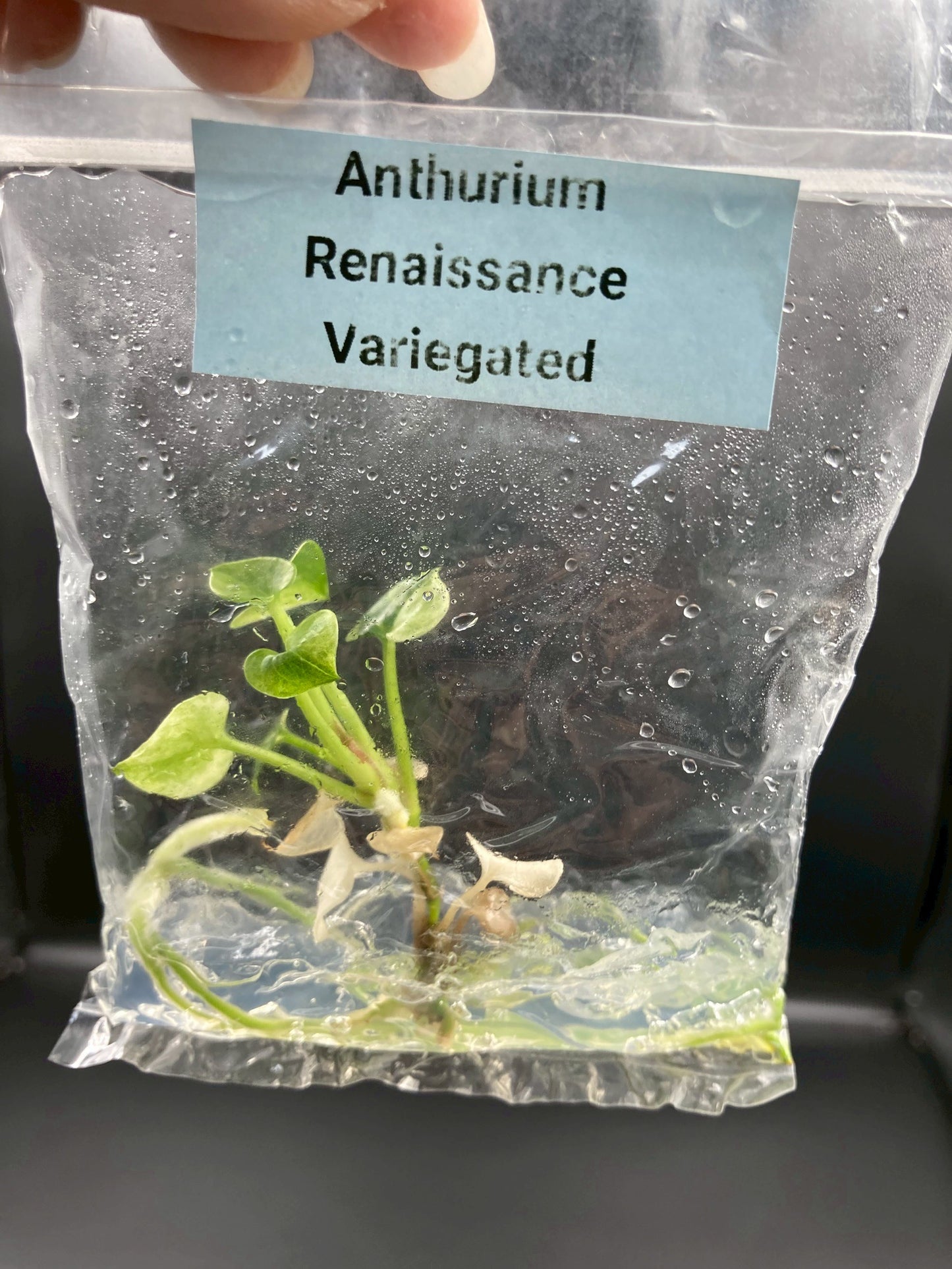 Anthurium Renaissance Low Variegated Tissue Culture Plants Bag 1 Plant (Random)