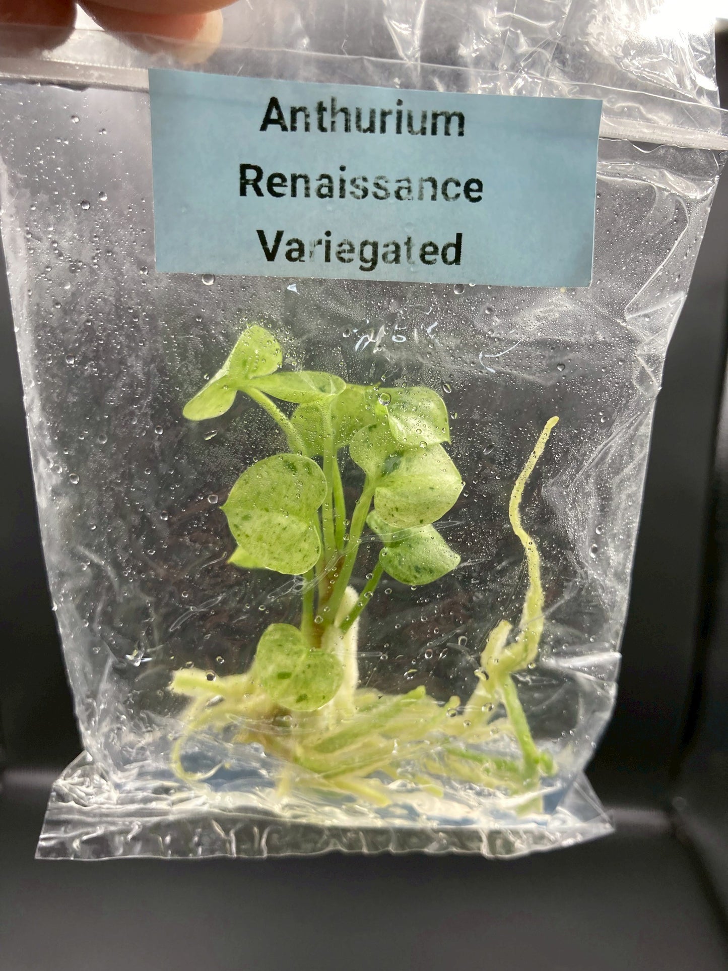 Anthurium Renaissance Low Variegated Tissue Culture Plants Bag 1 Plant (Random)
