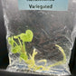 Anthurium Renaissance Low Variegated Tissue Culture Plants Bag 1 Plant (Random)