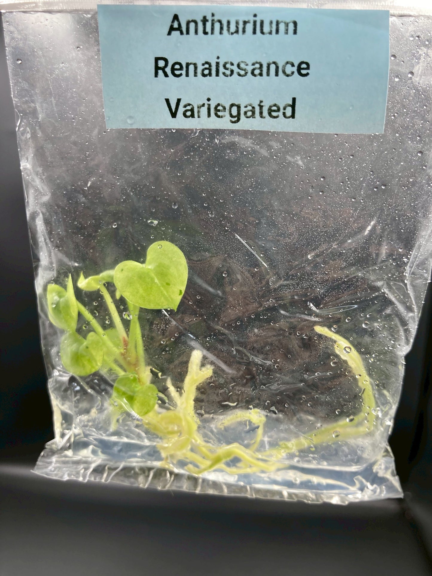 Anthurium Renaissance Low Variegated Tissue Culture Plants Bag 1 Plant (Random)