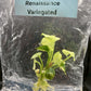 Anthurium Renaissance Low Variegated Tissue Culture Plants Bag 1 Plant (Random)