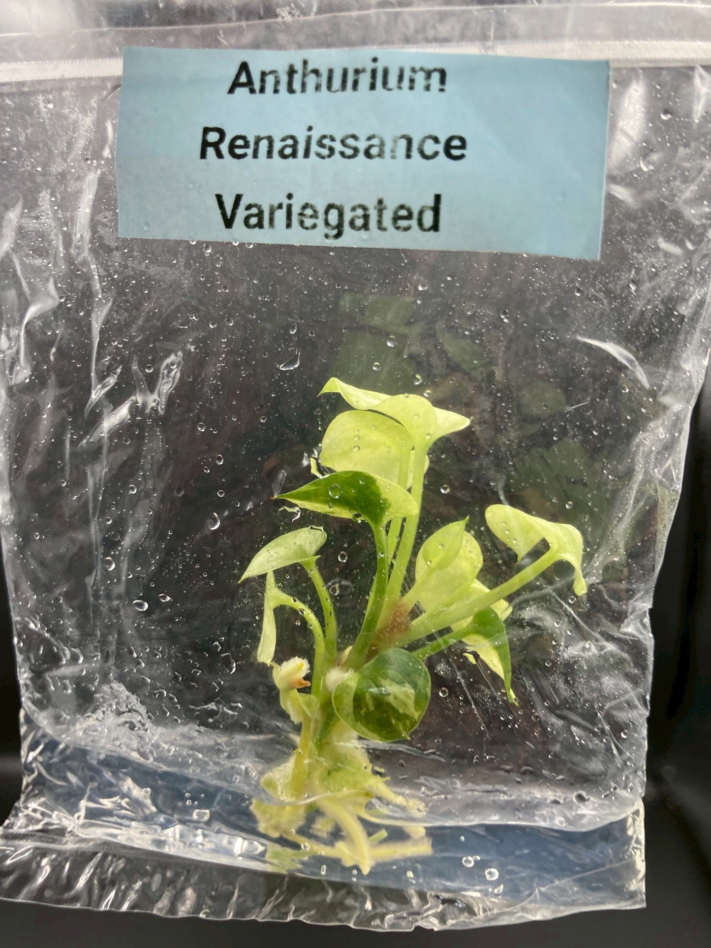 Anthurium Renaissance Low Variegated Tissue Culture Plants Bag 1 Plant (Random)