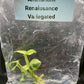 Anthurium Renaissance Low Variegated Tissue Culture Plants Bag 1 Plant (Random)